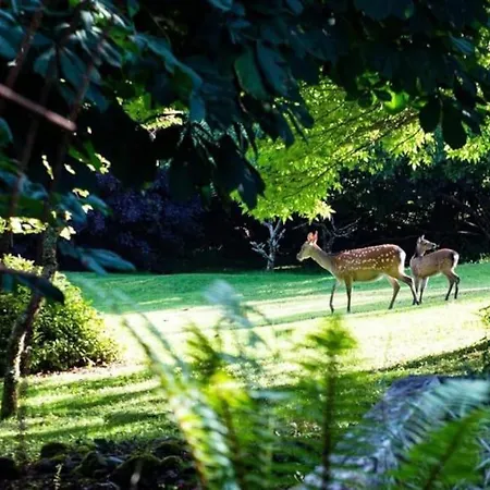 Apartament The Rose Kenmare