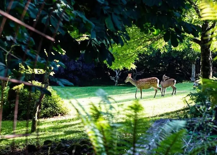 Apartment The Rose Kenmare